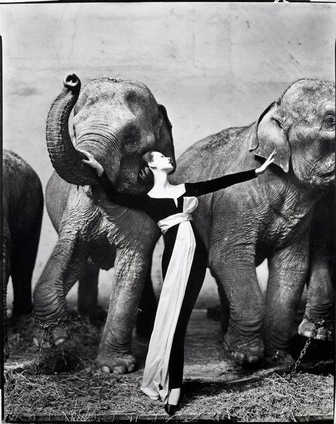 Post image for Bukowskis – elefantmodeller Sveriges dyraste foto – sålt för 3,062 milj